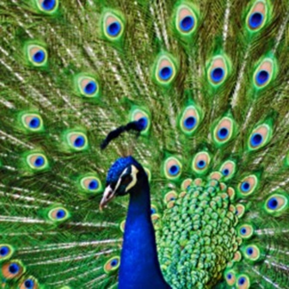 Meet your Posher, Lauren - Picture 1 of 1